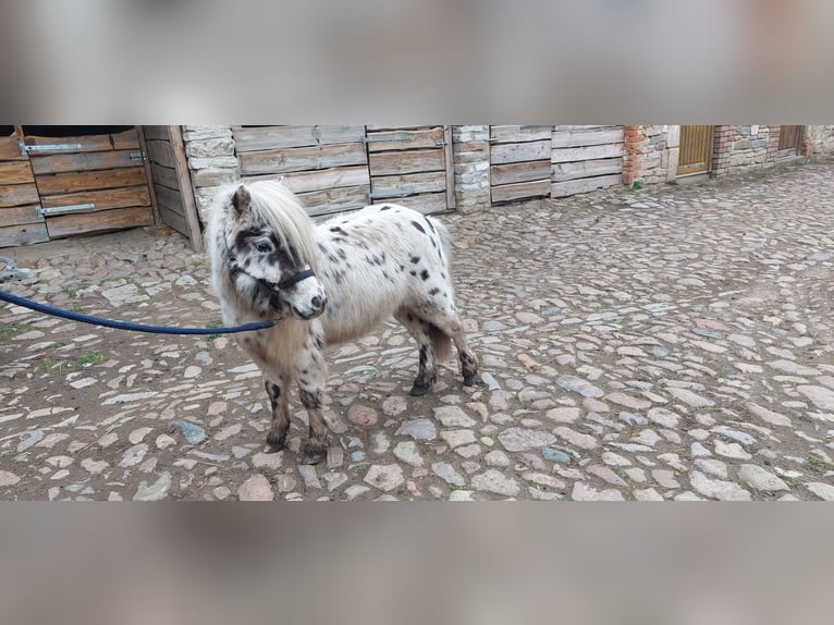 Shetland Stallone 2 Anni 100 cm  in Hörsingen