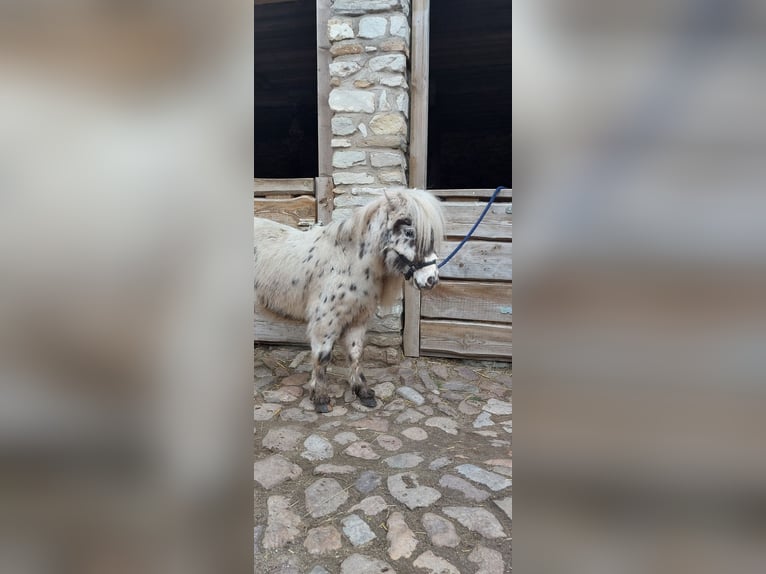 Shetland Stallone 2 Anni 100 cm  in Hörsingen