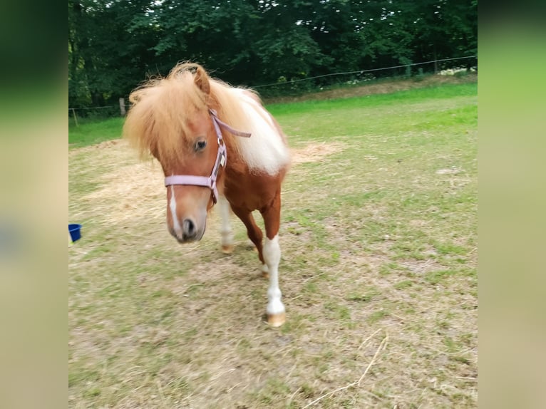 Shetland Stallone 2 Anni 100 cm Tobiano-tutti i colori in Hörstel