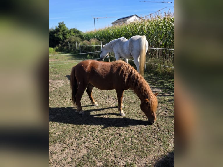 Shetland Stallone 2 Anni 102 cm Sauro in H&#xFC;ckelhoven