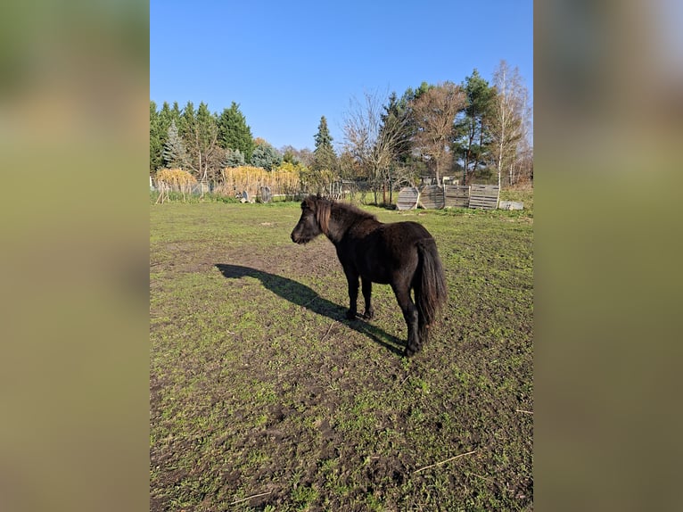 Shetland Stallone 2 Anni 105 cm in Elsterwerda