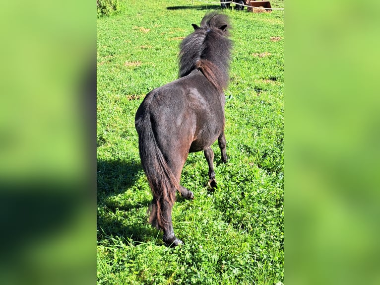 Shetland Stallone 2 Anni 105 cm Morello in Mauerkirchen