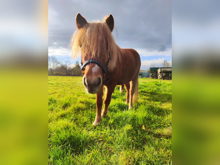 Shetland Stallone 2 Anni 106 cm Sauro in Quedlinburg