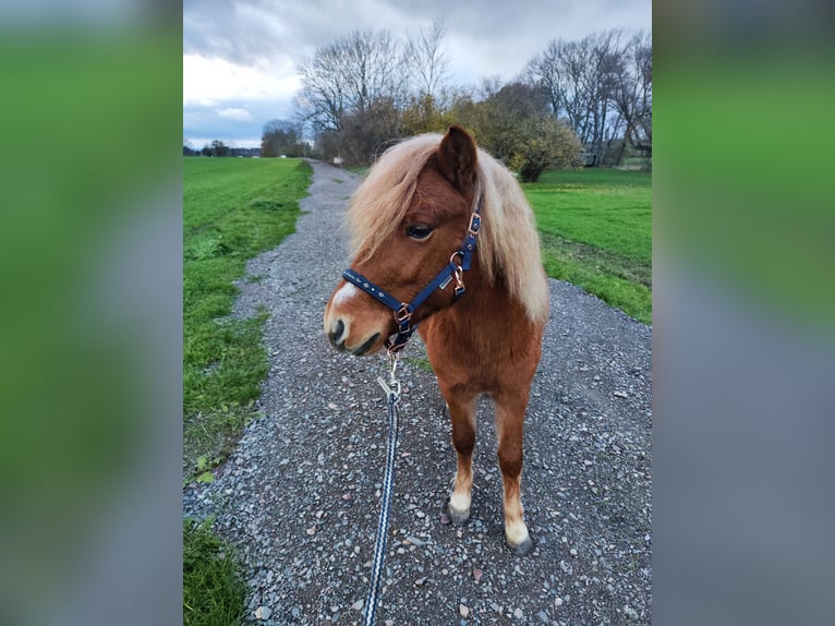 Shetland Stallone 2 Anni 106 cm Sauro in Quedlinburg