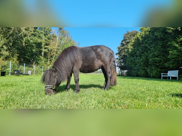 Shetland Stallone 2 Anni 110 cm Morello in Wagenfeld