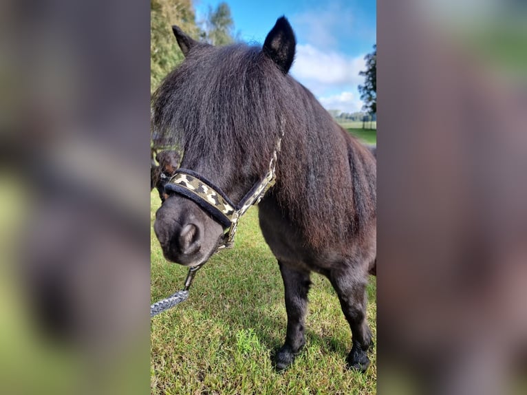 Shetland Stallone 2 Anni 110 cm Morello in Wagenfeld