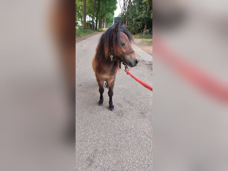 Shetland Stallone 2 Anni 80 cm Baio scuro in Susteren
