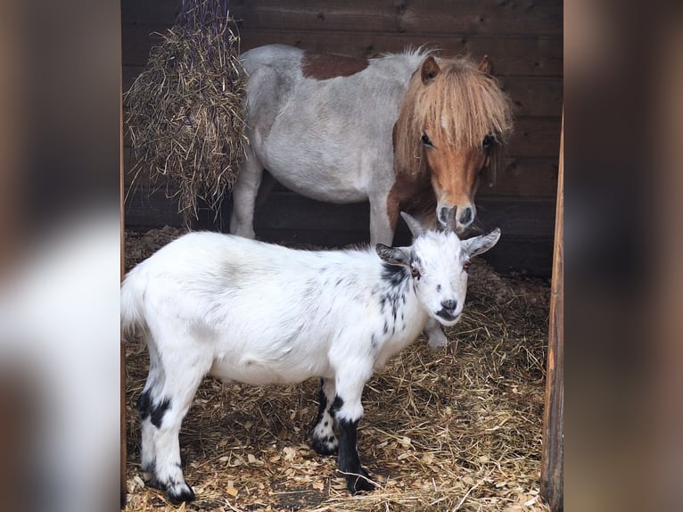 Shetland Stallone 2 Anni 80 cm Pezzato in Pelt