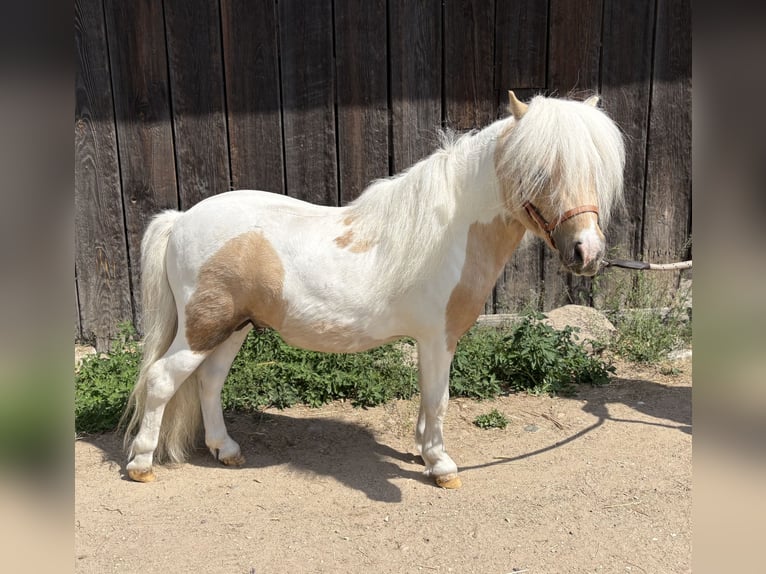 Shetland Stallone 2 Anni 82 cm Pezzato in Porządzie
