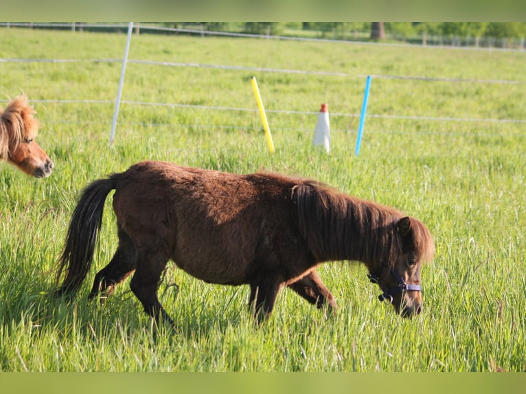 Shetland Mix Stallone 2 Anni 87 cm Baio scuro in Kasseburg