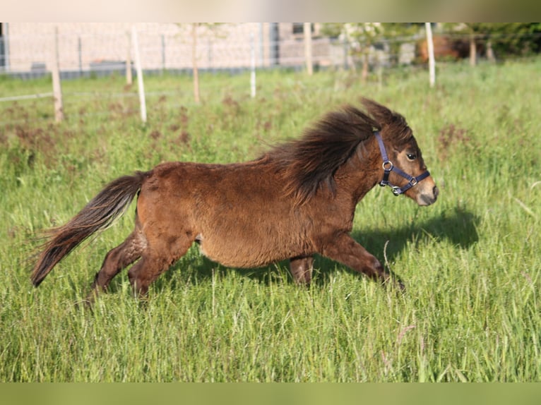 Shetland Mix Stallone 2 Anni 87 cm Baio scuro in Kasseburg