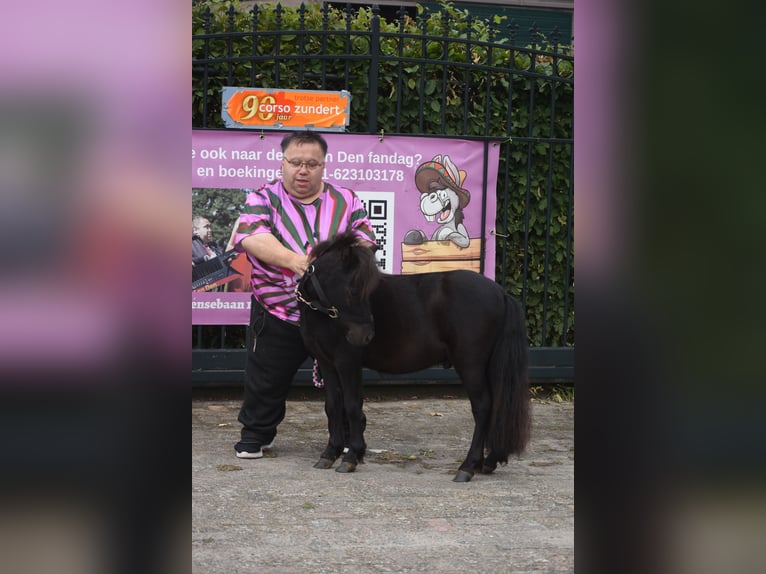 Shetland Stallone 2 Anni  in Achtmaal