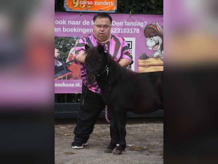 Shetland Stallone 2 Anni  in Achtmaal