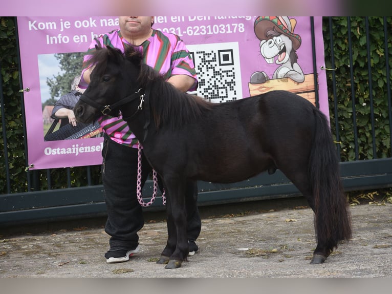 Shetland Stallone 2 Anni  in Achtmaal
