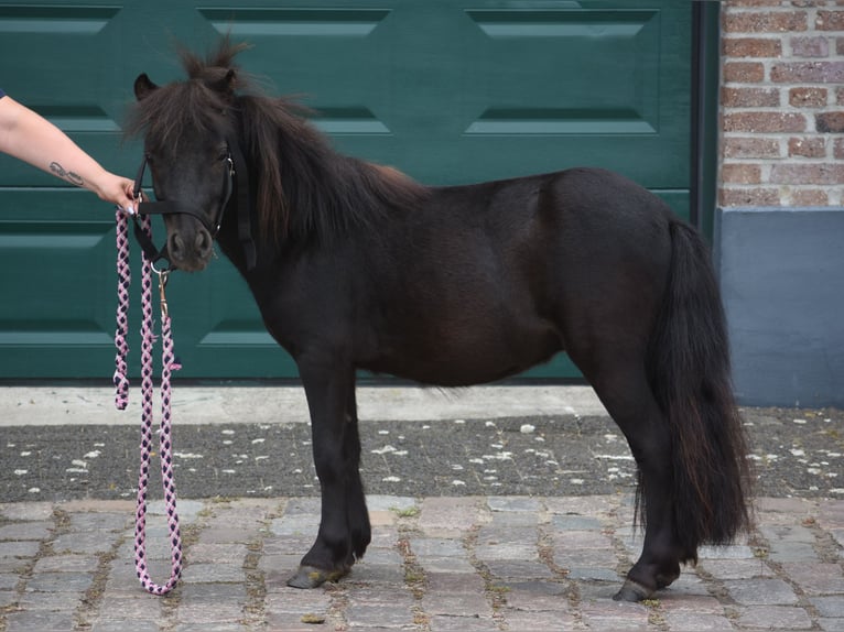 Shetland Stallone 2 Anni Morello in Achtmaal