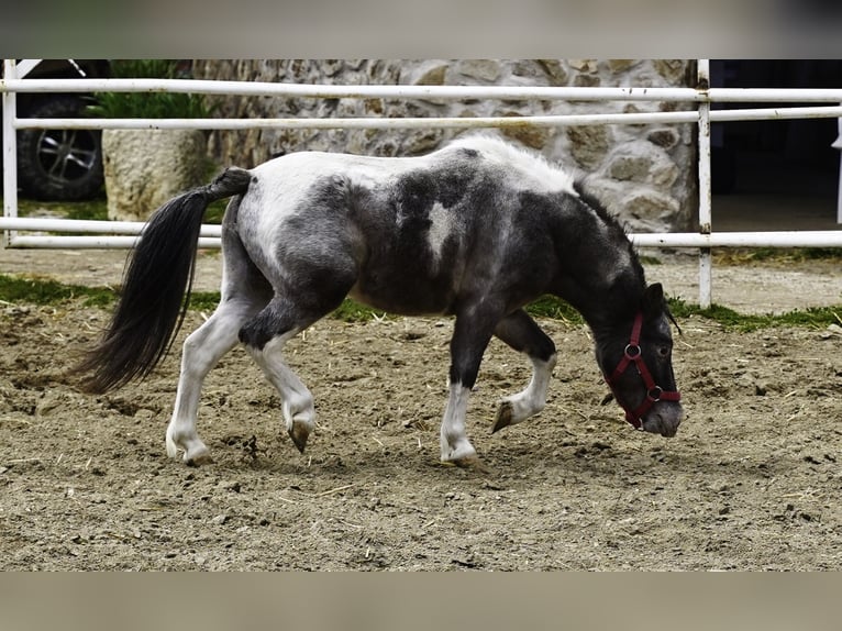 Shetland Stallone 3 Anni 100 cm Pezzato in La Cabrera