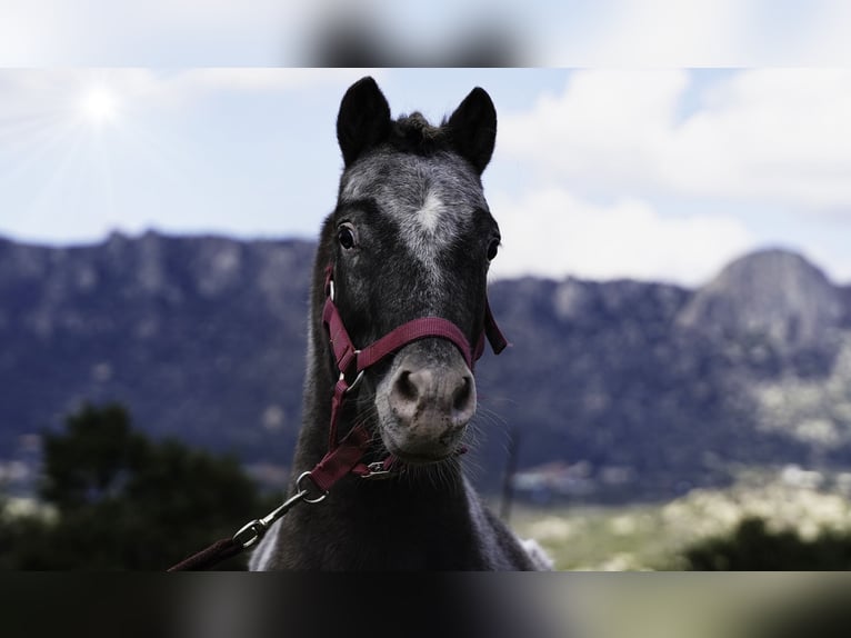 Shetland Stallone 3 Anni 100 cm Pezzato in La Cabrera