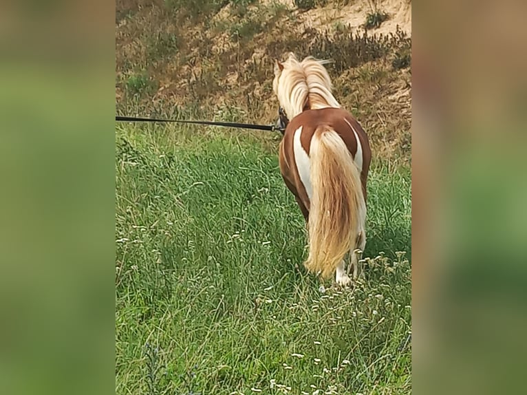 Shetland Stallone 3 Anni 103 cm Pezzato in Mertendorf