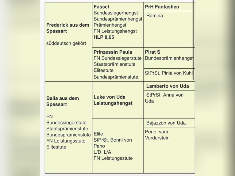 Shetland Stallone 3 Anni 105 cm Baio in Flörsbachtal