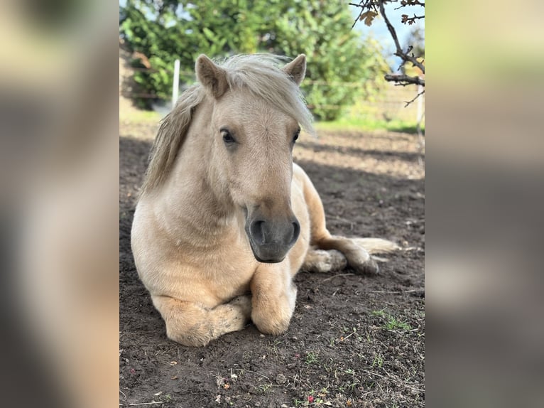 Shetland Stallone 3 Anni 105 cm Palomino in Glindenberg