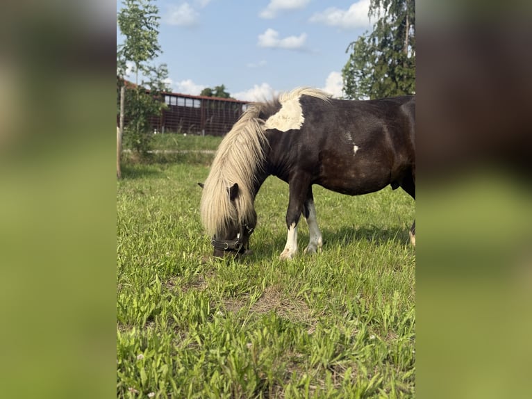 Shetland Stallone 3 Anni 105 cm Pezzato in Glindenberg
