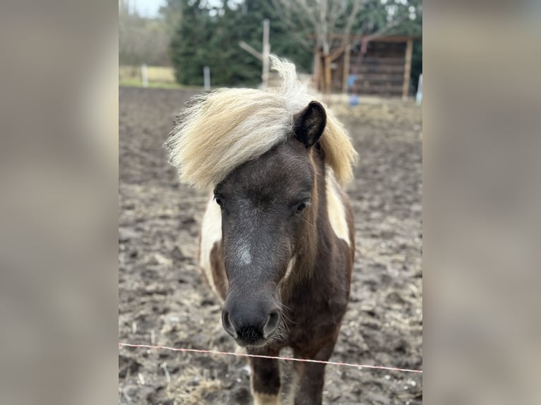 Shetland Stallone 3 Anni 105 cm Pezzato in Glindenberg