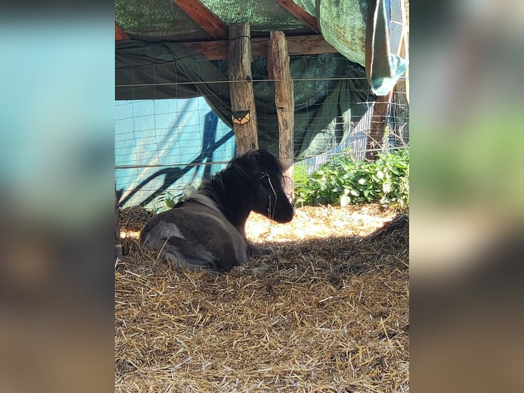 Shetland Stallone 3 Anni 110 cm Falbo in Mölln