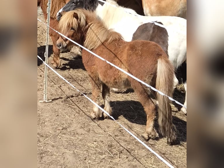 Shetland Stallone 3 Anni 80 cm Sauro scuro in Kaarßen
