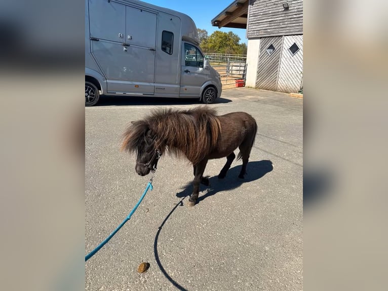 Shetland Stallone 3 Anni 86 cm Baio scuro in Daleiden