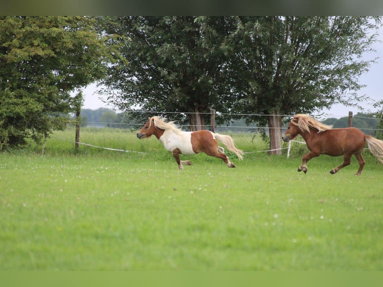 Shetland Stallone 3 Anni 90 cm Pezzato in Dussen