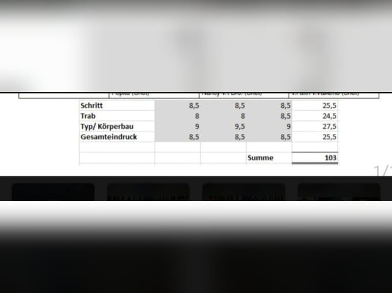 Shetland Stallone 3 Anni 93 cm Pezzato in Xanten