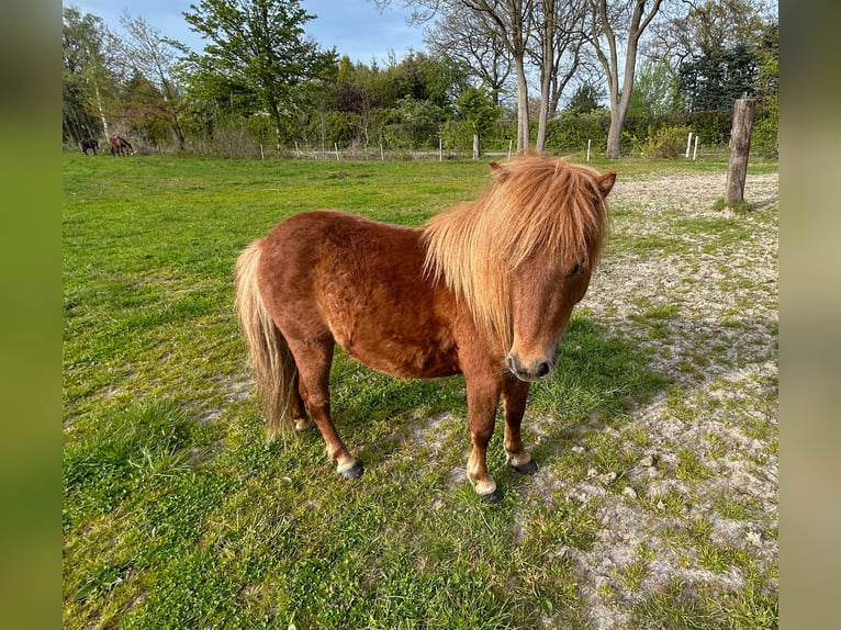 Shetland Stallone 3 Anni 95 cm Sauro in Edewecht-Osterscheps