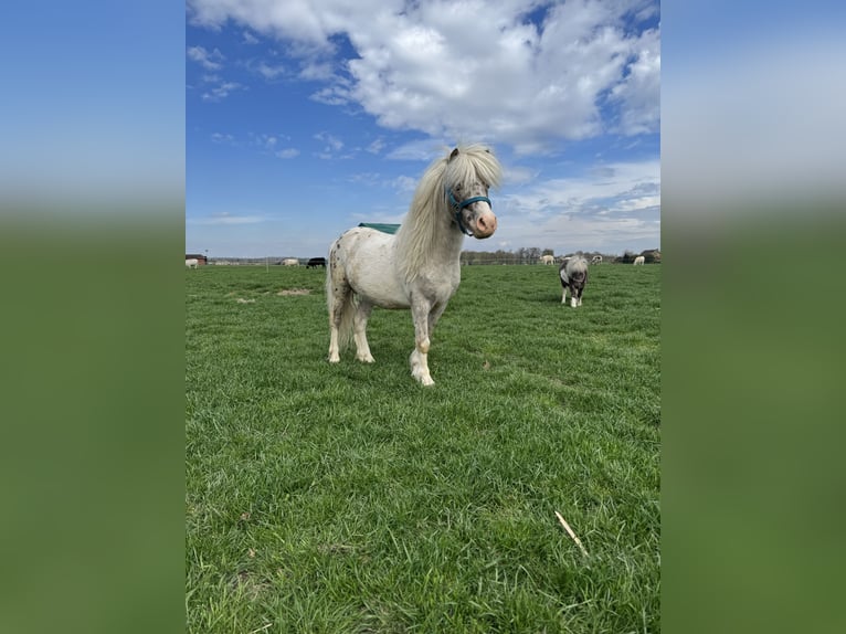 Shetland Stallone 3 Anni Pezzato in Warpe