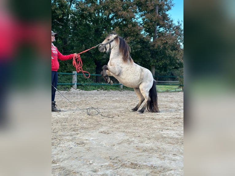 Shetland Stallone 4 Anni 100 cm Pelle di daino in Issum