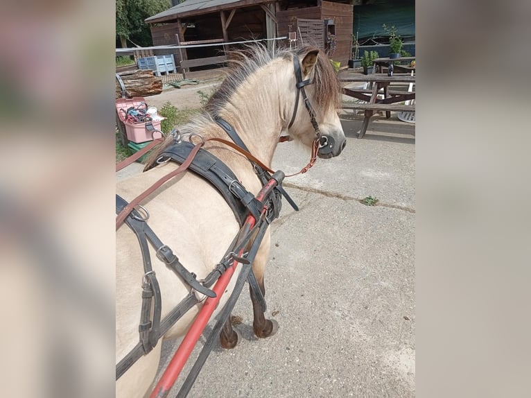 Shetland Stallone 4 Anni 100 cm Pelle di daino in Issum
