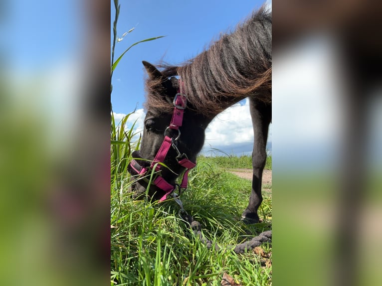 Shetland Mix Stallone 4 Anni 115 cm Baio nero in Hardinxveld-Giessendam