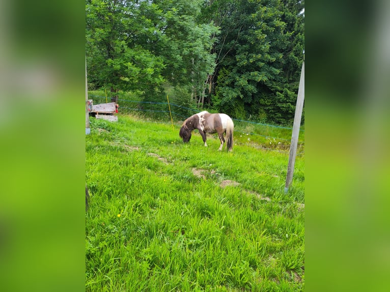 Shetland Stallone 4 Anni 95 cm Tobiano-tutti i colori in Schwarzenbach am Wald