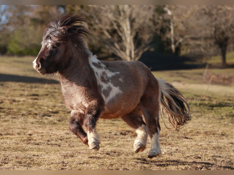 Shetland Stallone 4 Anni 95 cm Tobiano-tutti i colori in Schwarzenbach am Wald