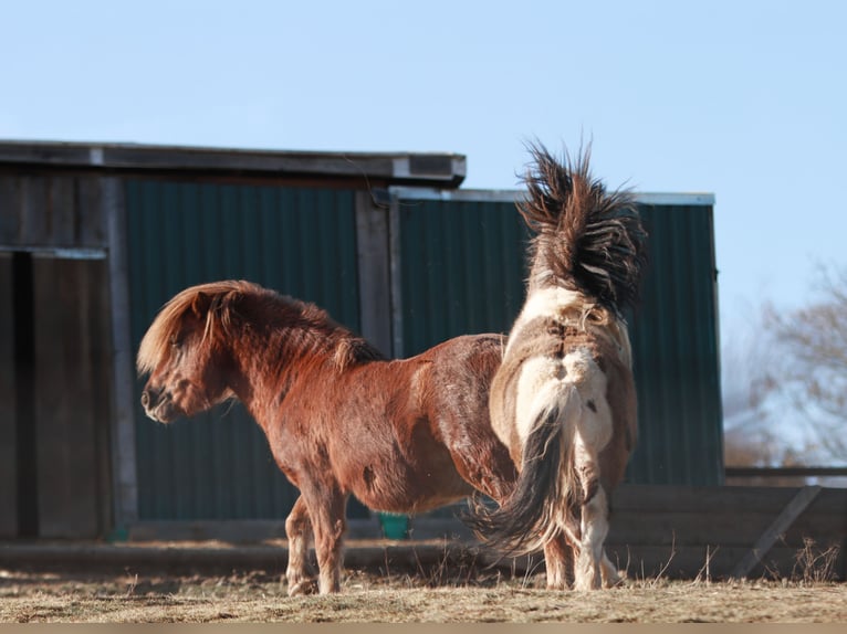 Shetland Stallone 4 Anni 95 cm Tobiano-tutti i colori in Schwarzenbach am Wald