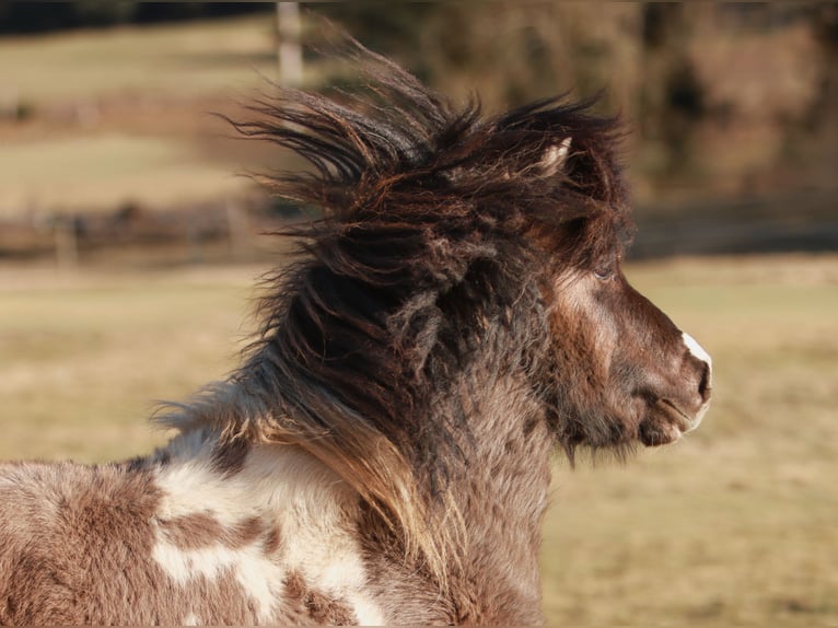 Shetland Stallone 4 Anni 95 cm Tobiano-tutti i colori in Schwarzenbach am Wald