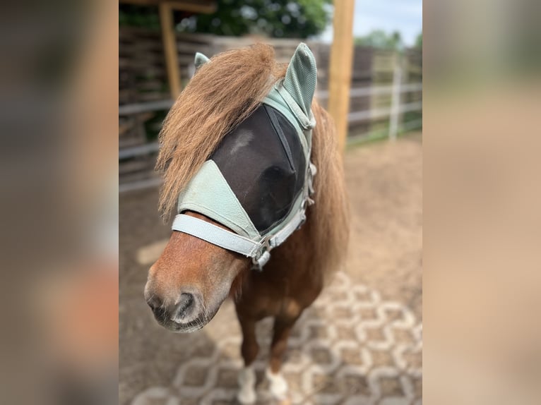 Shetland Stallone 4 Anni 98 cm Sauro in Dieskau