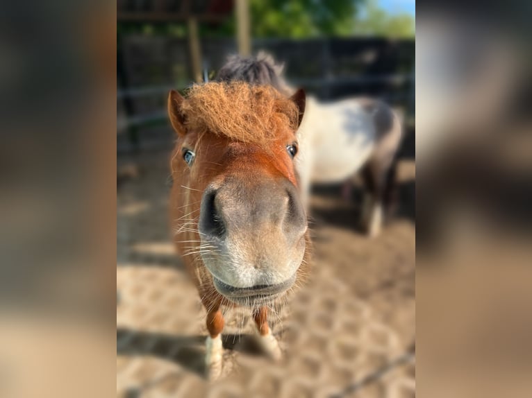 Shetland Stallone 4 Anni 98 cm Sauro in Dieskau