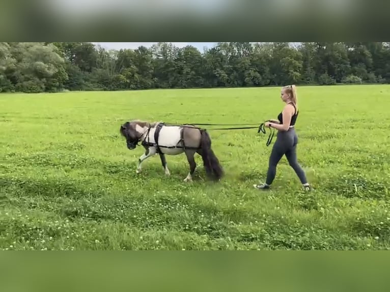 Shetland Stallone 5 Anni 110 cm  in Dieskau
