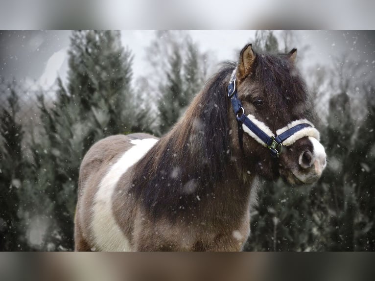 Shetland Stallone 5 Anni 110 cm  in Dieskau