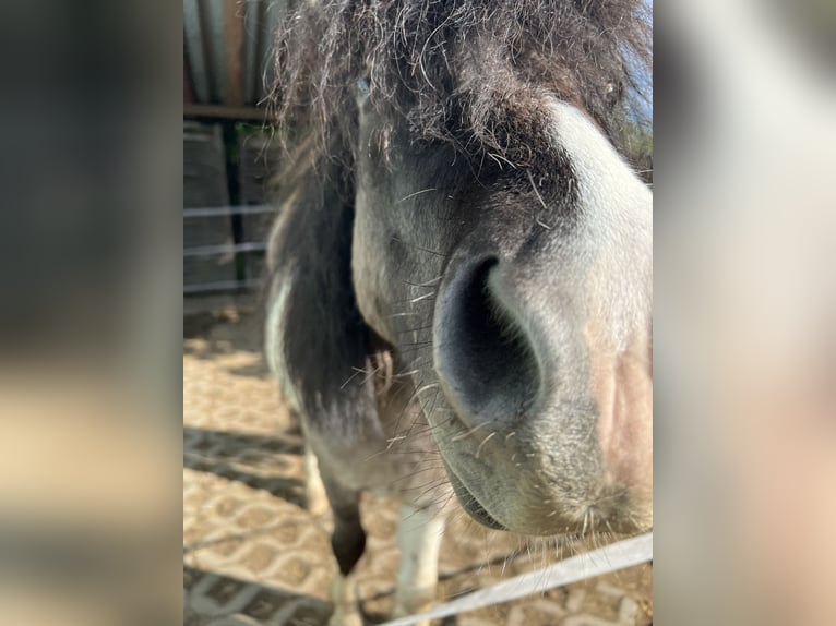 Shetland Stallone 5 Anni 110 cm  in Dieskau