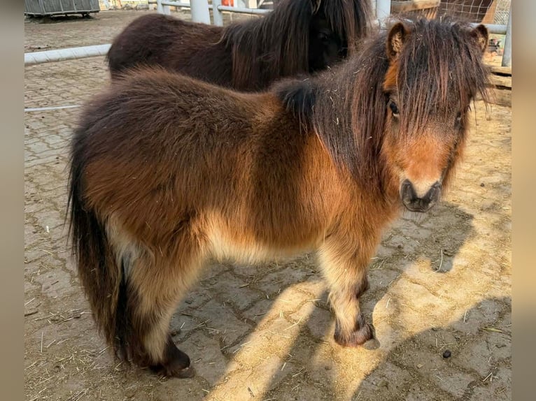 Shetland Stallone 5 Anni 80 cm Morello in Frohnleiten