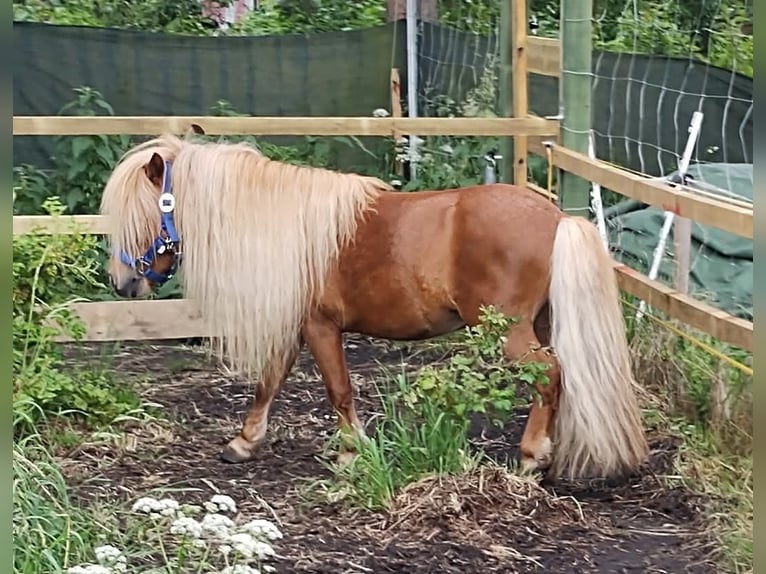 Shetland Stallone 5 Anni 84 cm Sauro in Zwierzyn