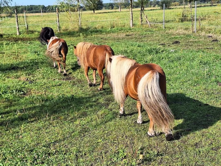 Shetland Stallone 5 Anni 84 cm Sauro in Zwierzyn