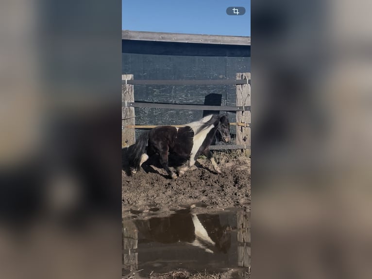 Shetland Stallone 5 Anni 90 cm Pezzato in Renesse