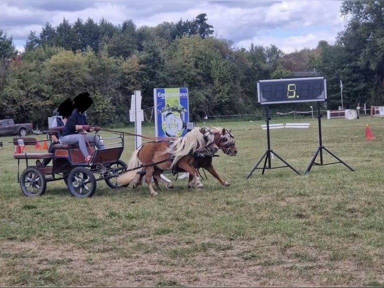 Shetland Stallone 5 Anni  in Geldersheim